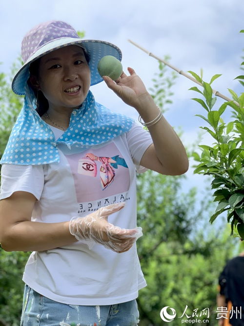 開陽花梨鎮 消暑 歪歪李 迎來采摘季